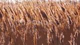 干芦苇在风中摇摆，的湿地，蒂利古高清在线视频素材下载