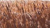 干芦苇在风中摇摆，的湿地，蒂利古高清在线视频素材下载
