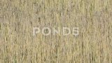 阳光明媚的春天，棕色的芦苇草在风中移动高清在线视频素材下载