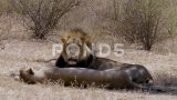 美丽的狮子在炎热的非洲热带中躺在阴凉处-近距离拍摄高清在线视频素材下载